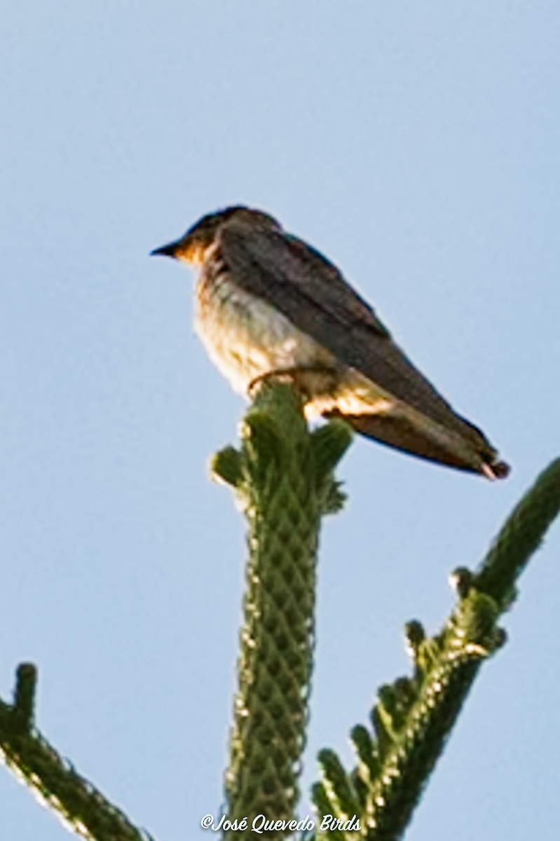 Gray-breasted Martin - ML646399666