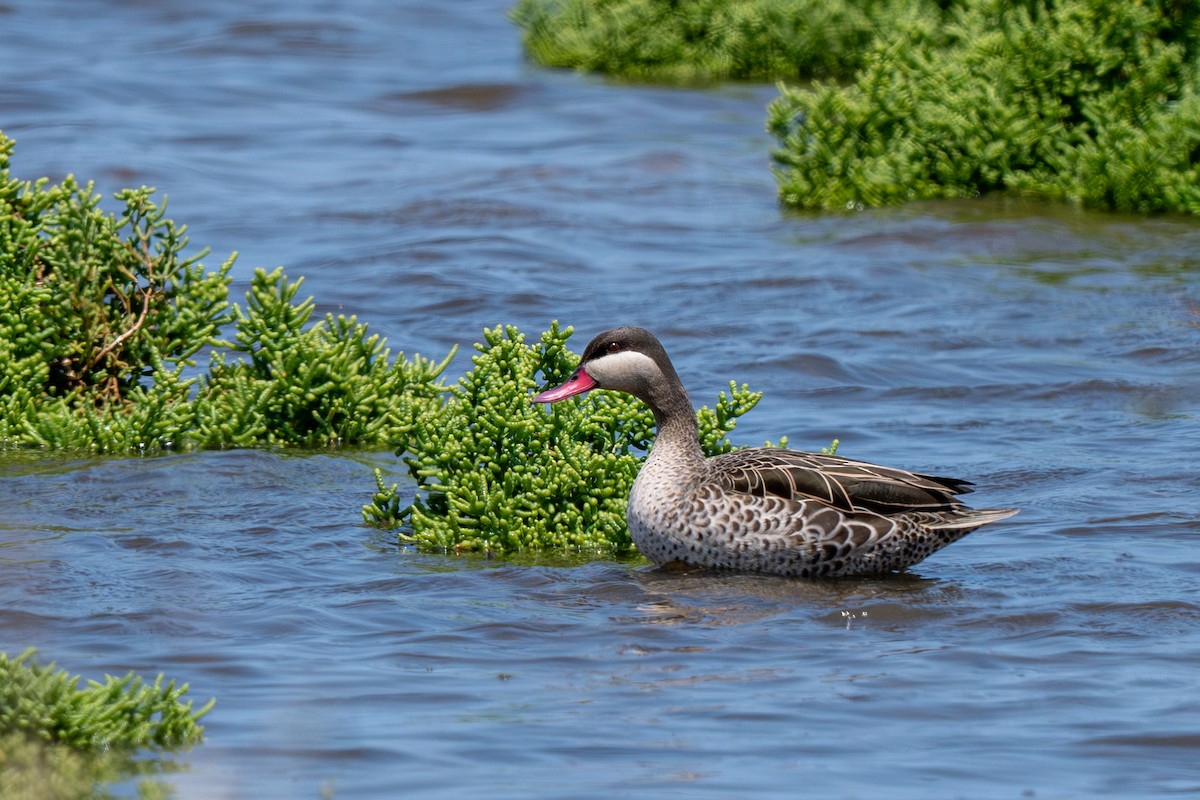 Ahate mokogorria - ML646399668