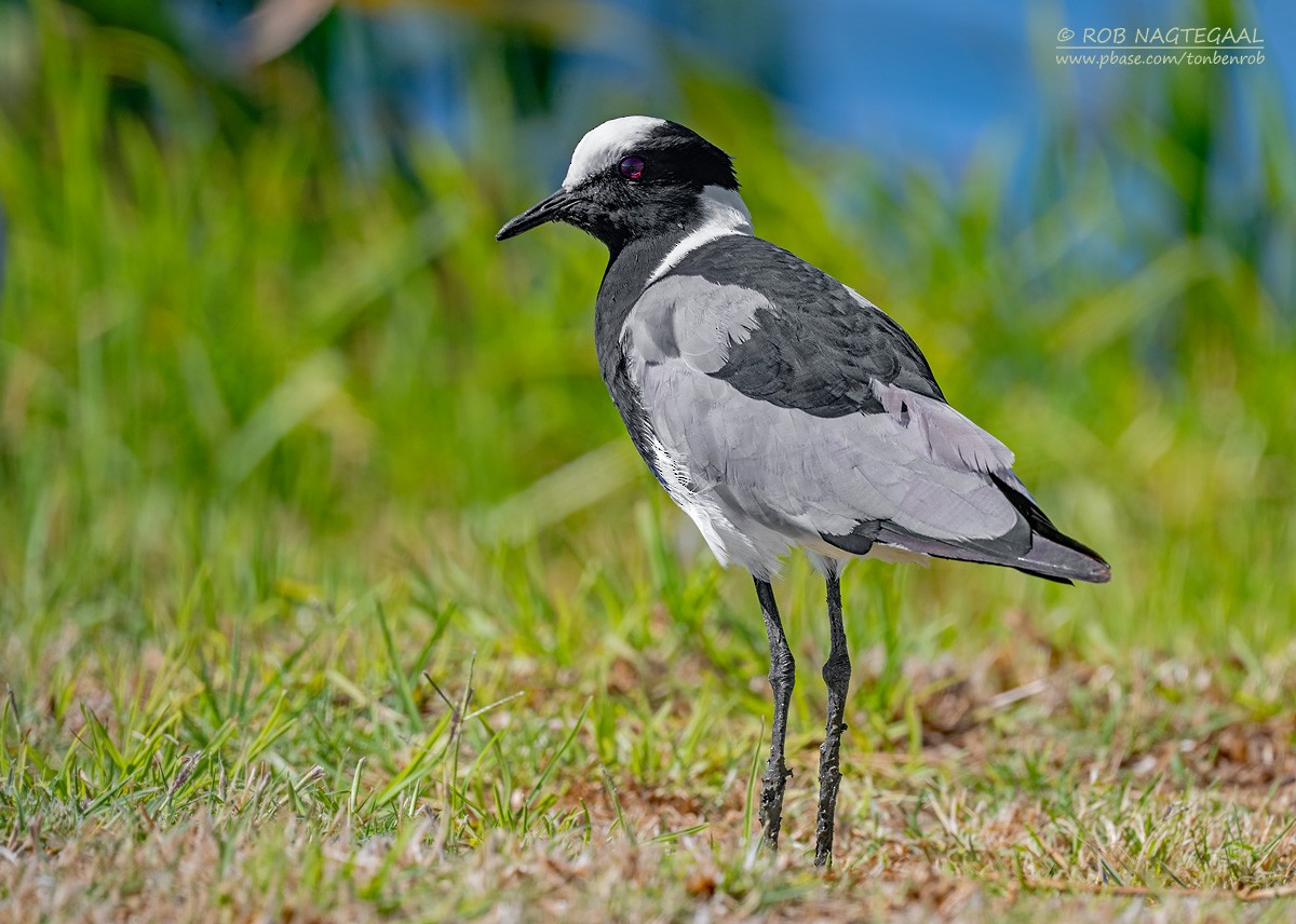 Hegabera pintoa - ML646399670