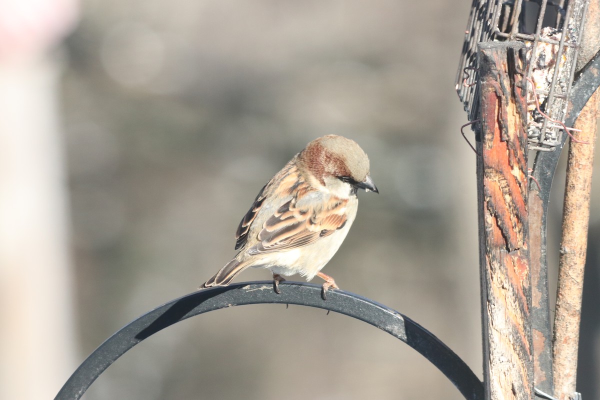 Etxe-txolarrea - ML646399671