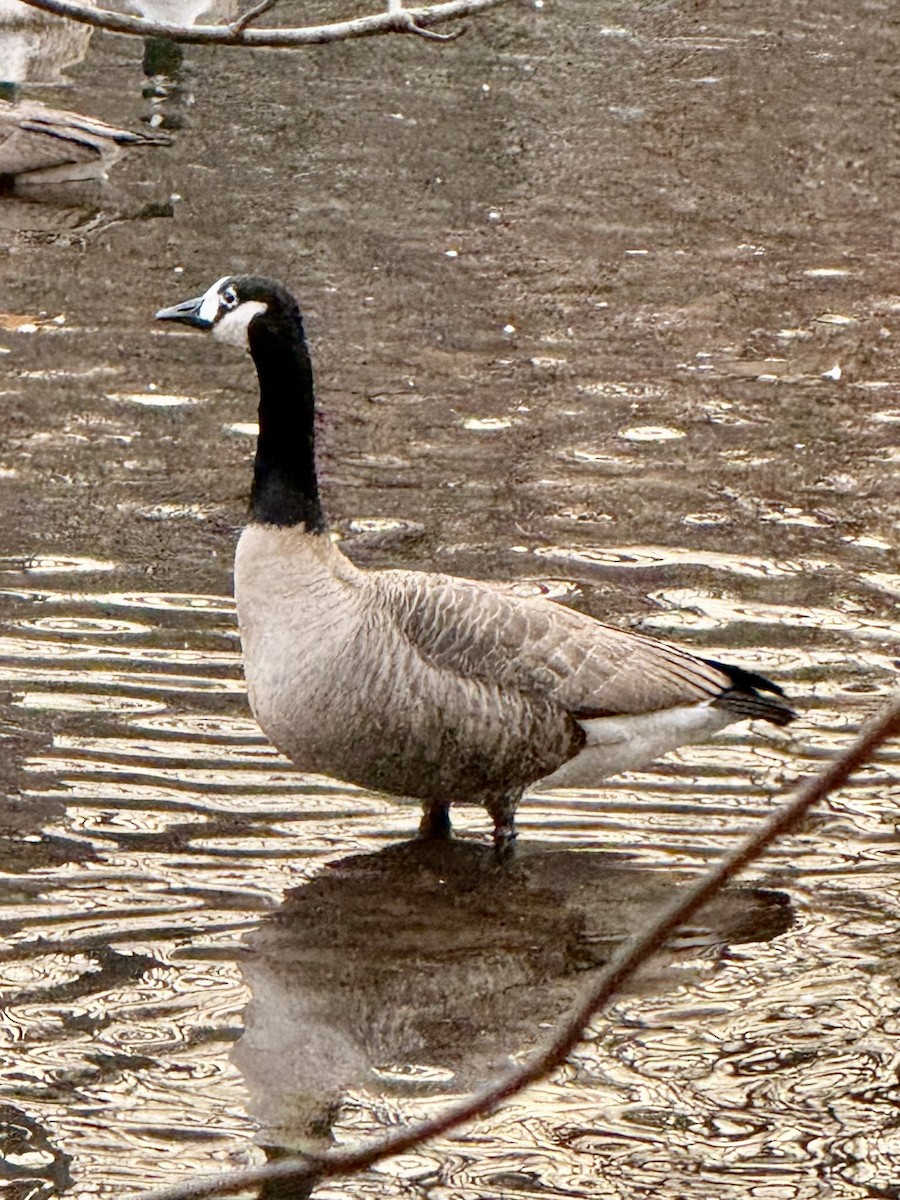 Branta kanadar handia - ML646399676