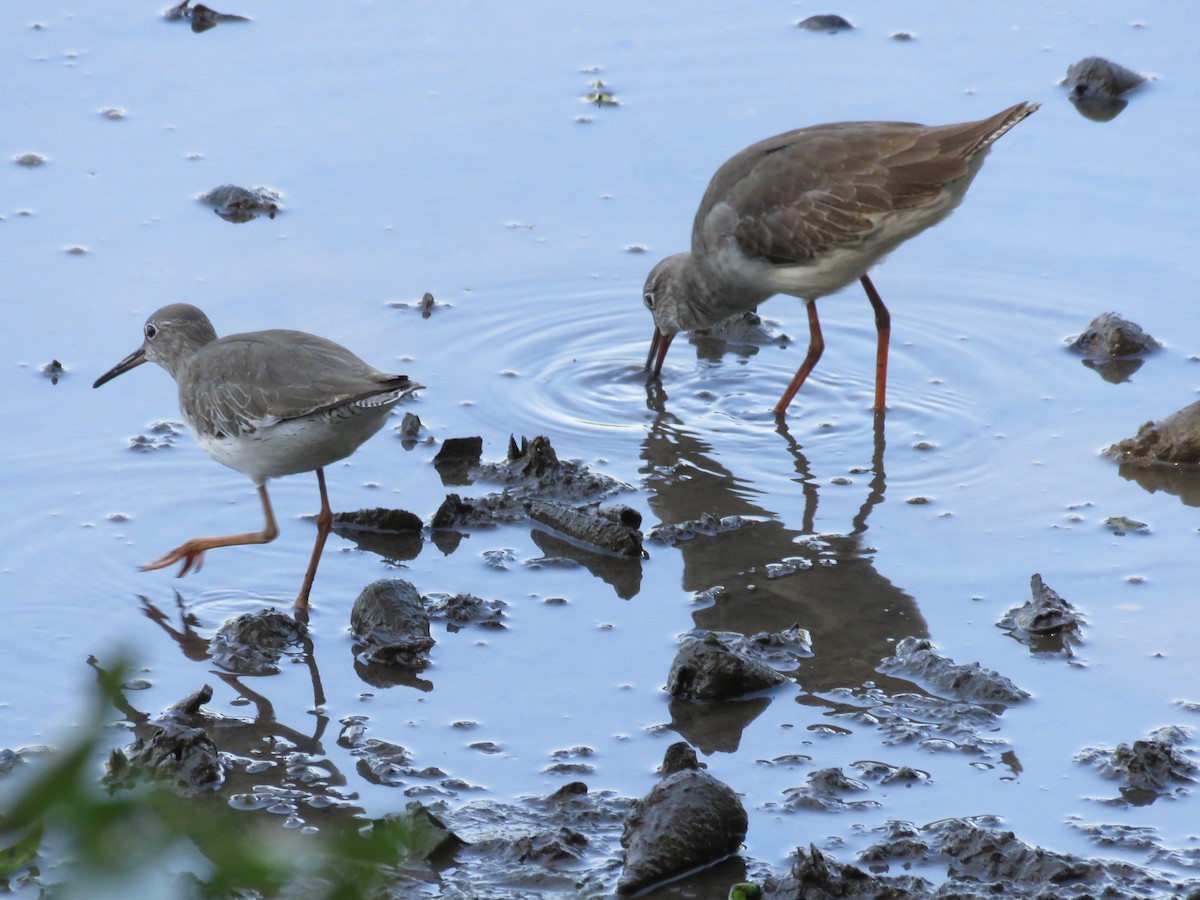 Common Redshank - ML646399681