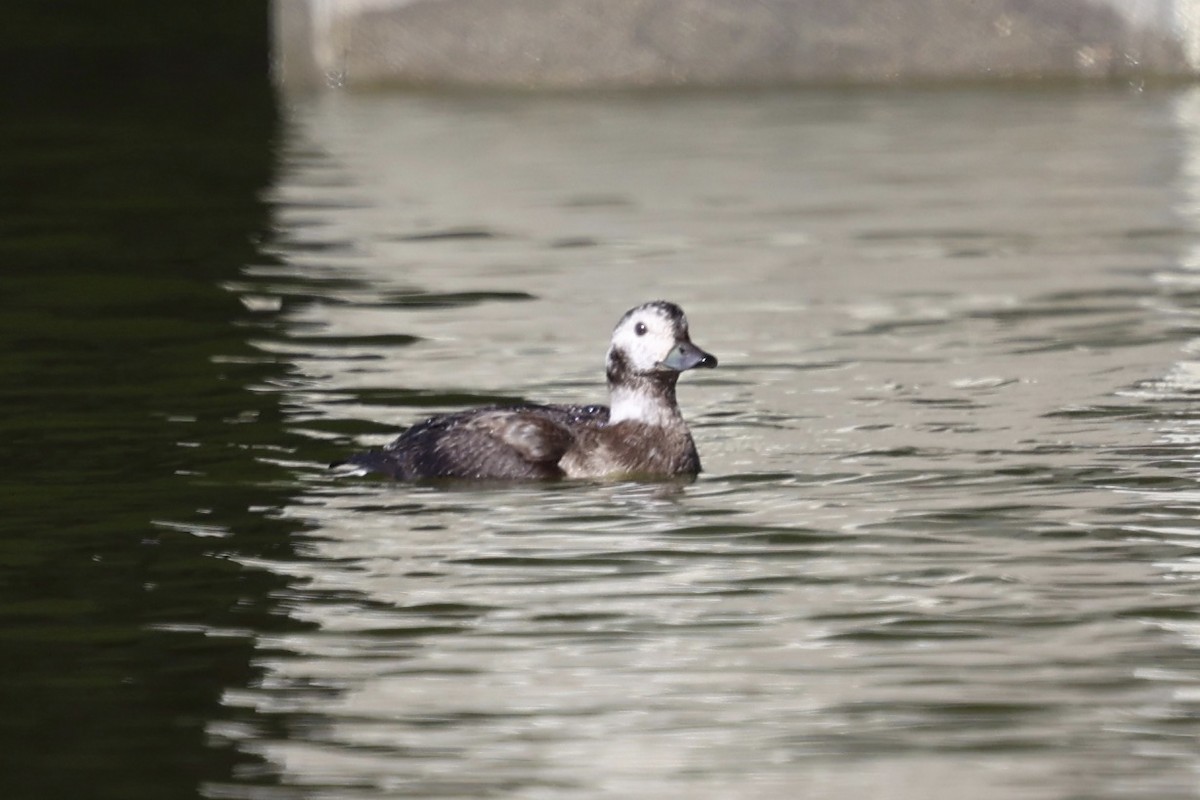 Long-tailed Duck - ML646399683