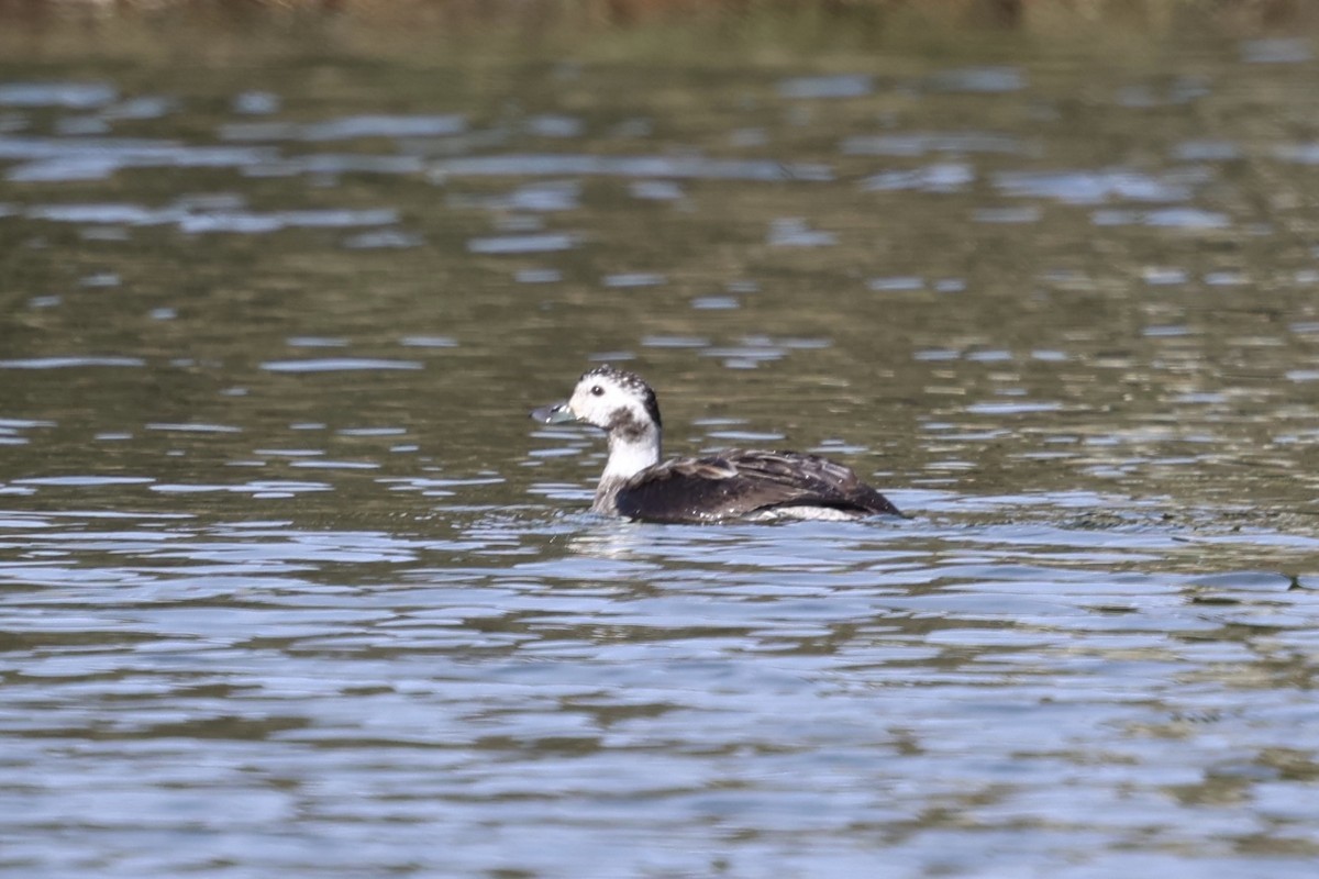 Long-tailed Duck - ML646399685