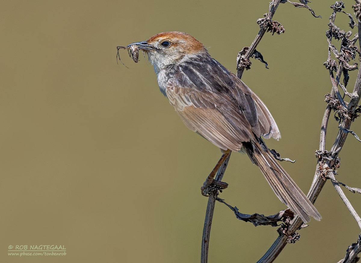 Levaillant's Cisticola - ML646399686