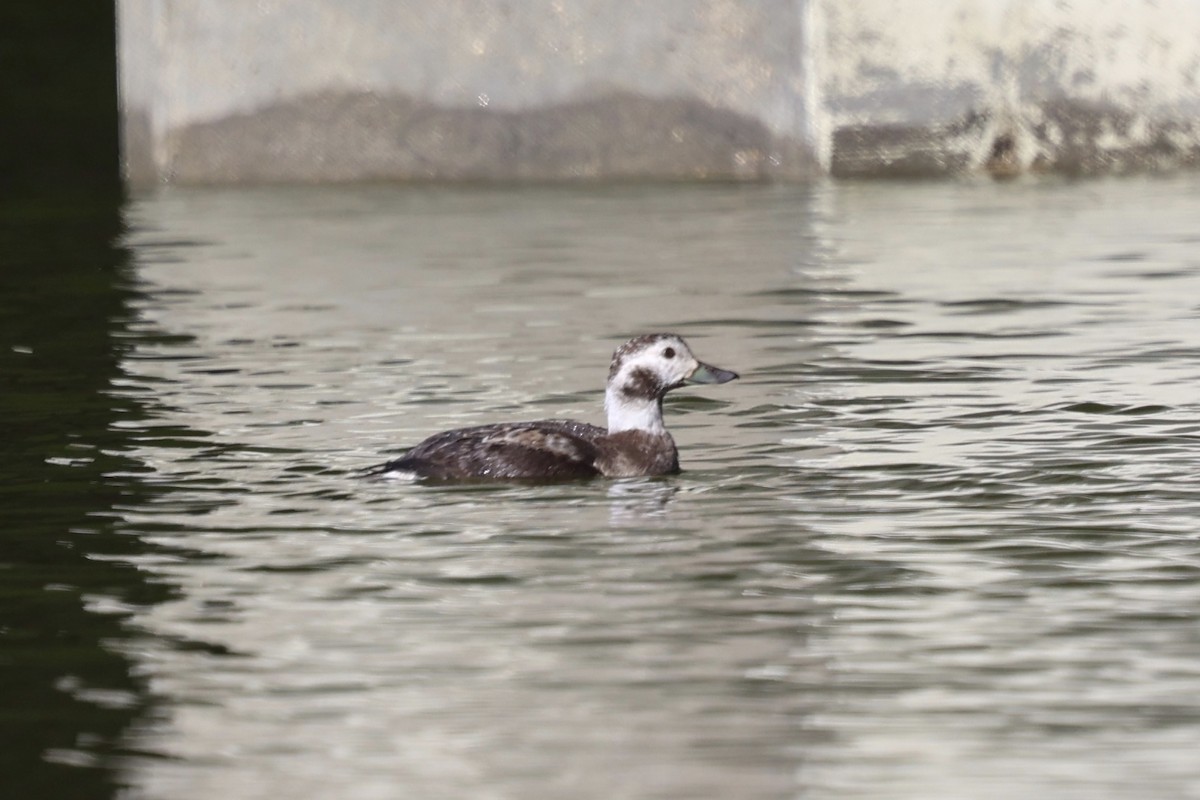 Long-tailed Duck - ML646399687
