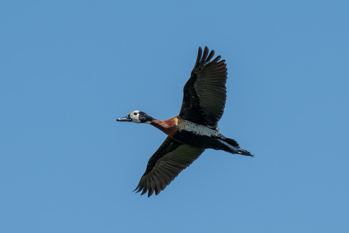 White-faced Whistling-Duck - ML646399688