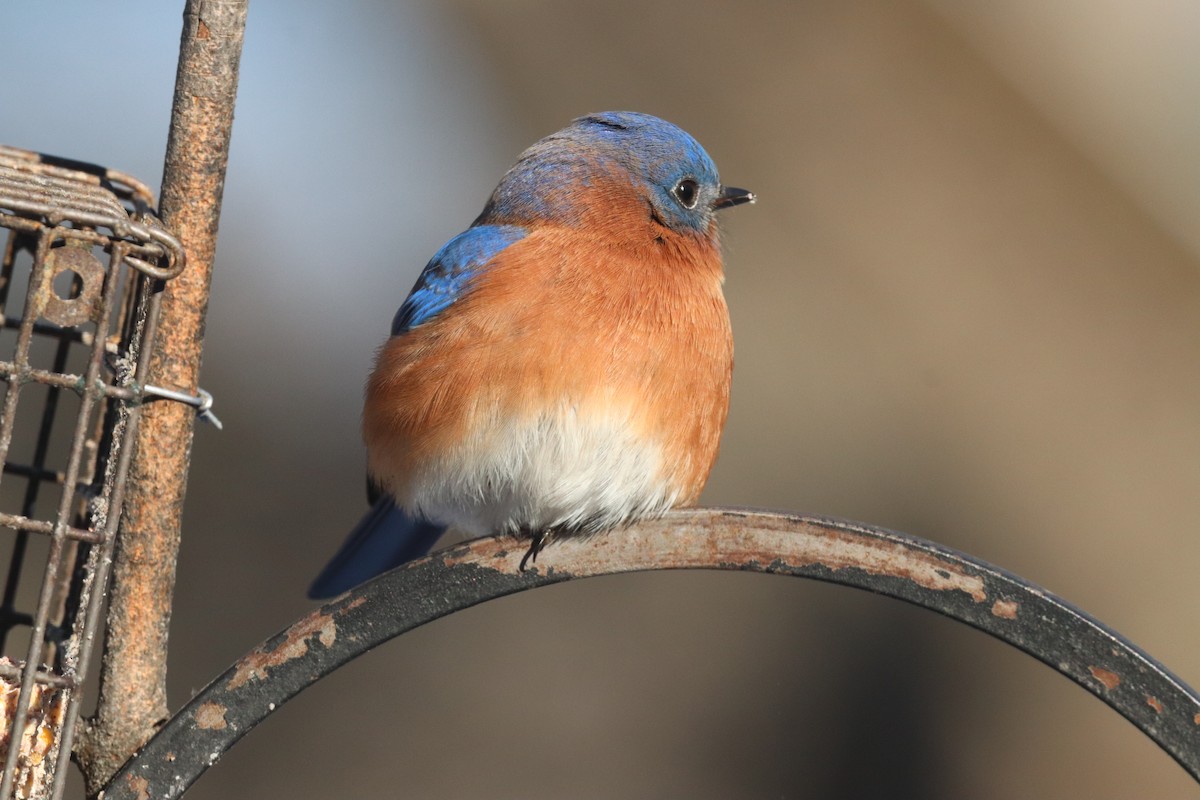 ルリツグミ - ML646399697