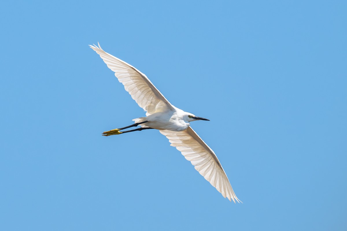 小白鷺 - ML646399698