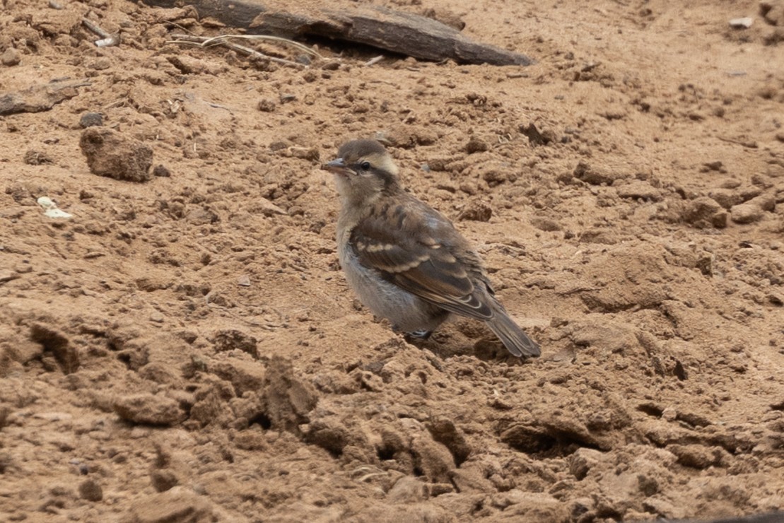 Yellow-throated Bush Sparrow - ML646399699