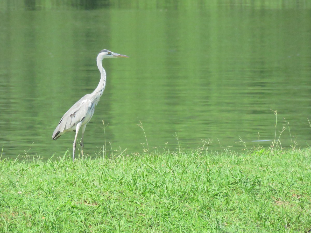 Gray Heron - ML646399700