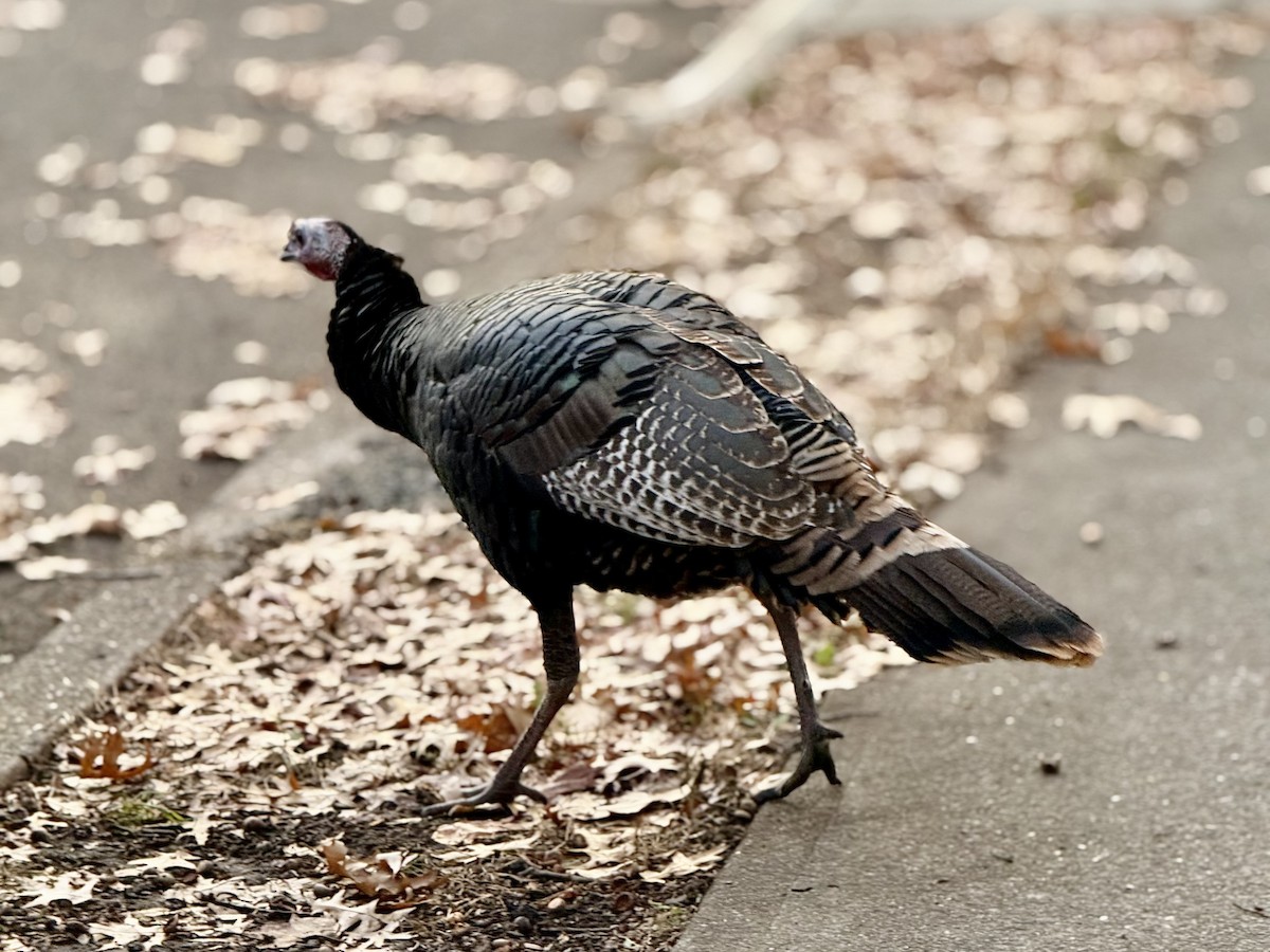 Wild Turkey - ML646399701