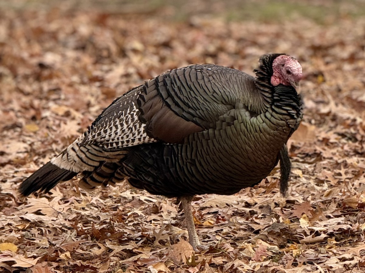 Wild Turkey - ML646399702