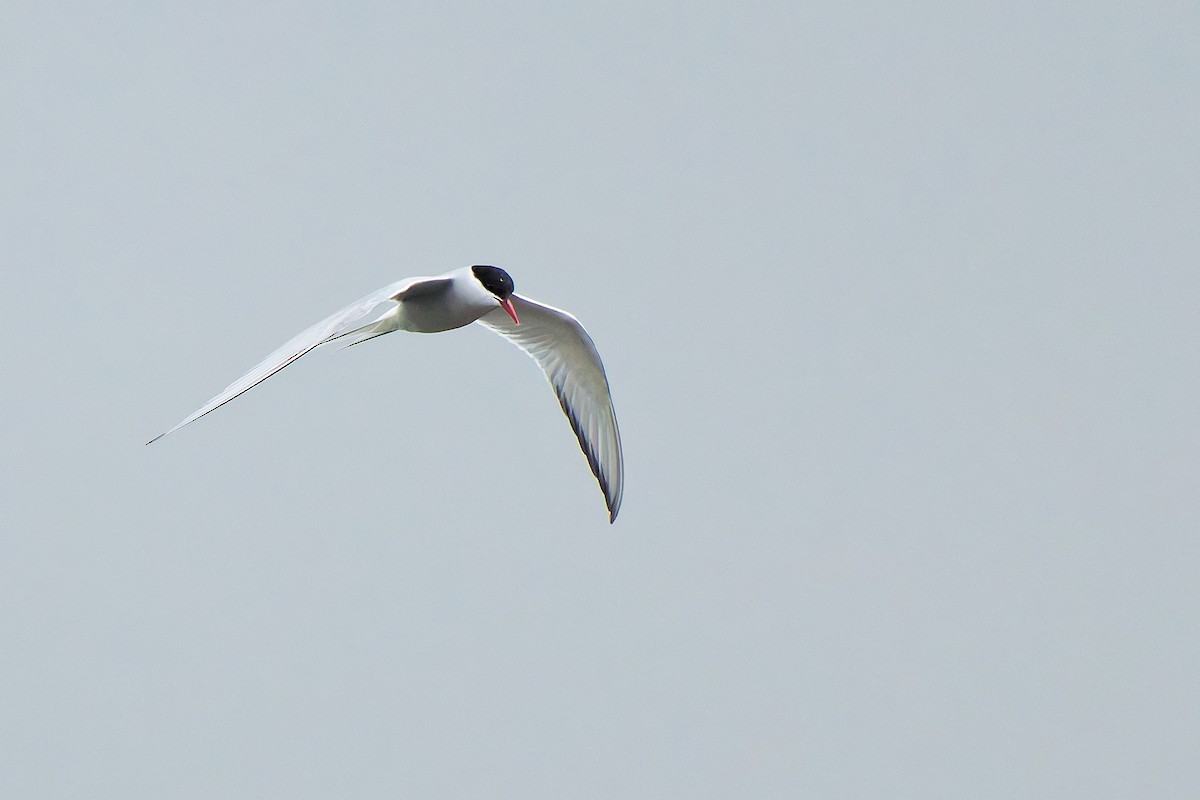 rybák dlouhoocasý - ML646399704