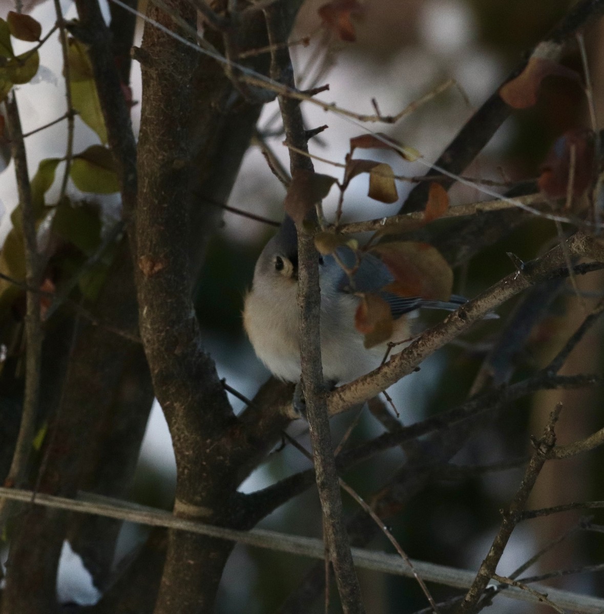 エボシガラ - ML646399706