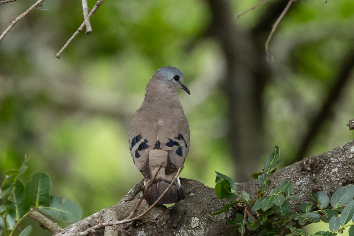 Emerald-spotted Wood-Dove - ML646399707