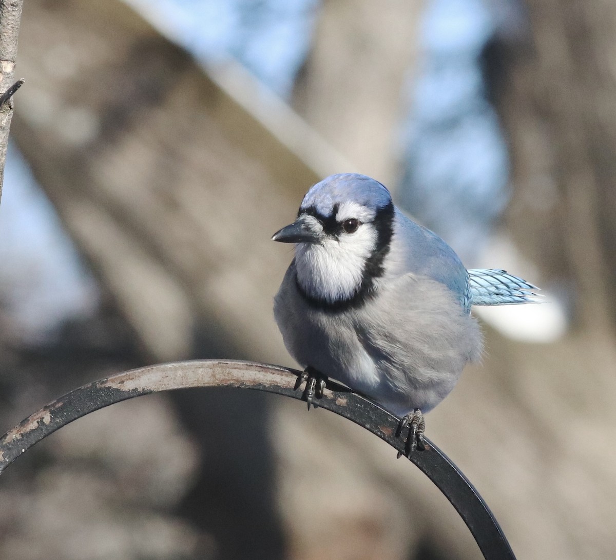 アオカケス - ML646399709