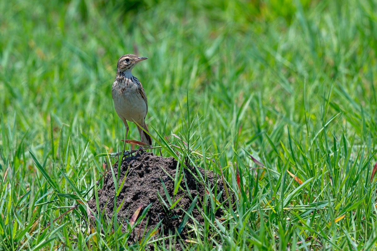 African Pipit - ML646399710