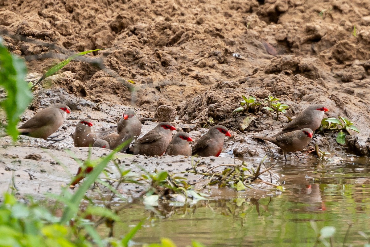 橫斑梅花雀 - ML646399715