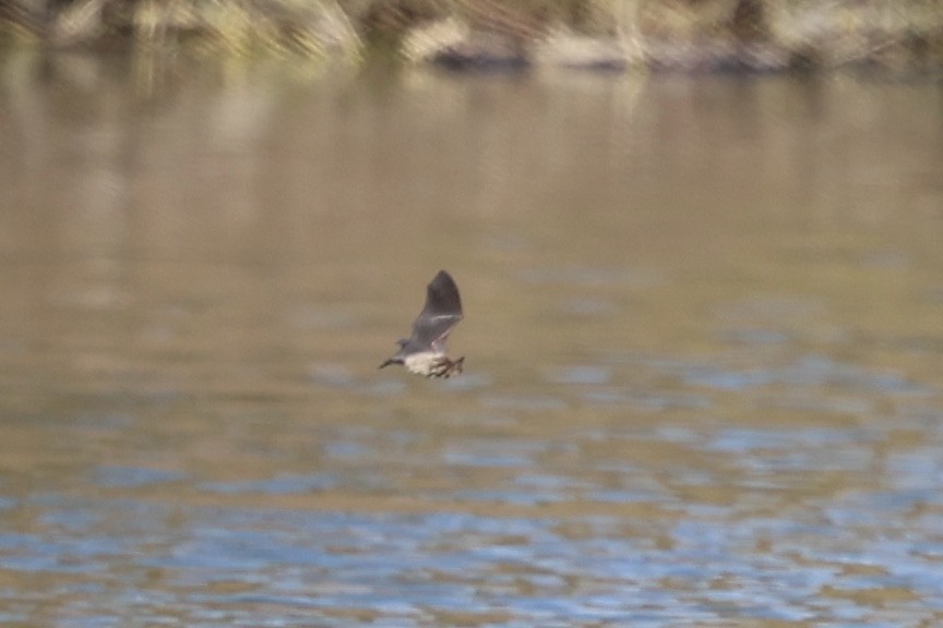 Big Brown Bat - ML646399716