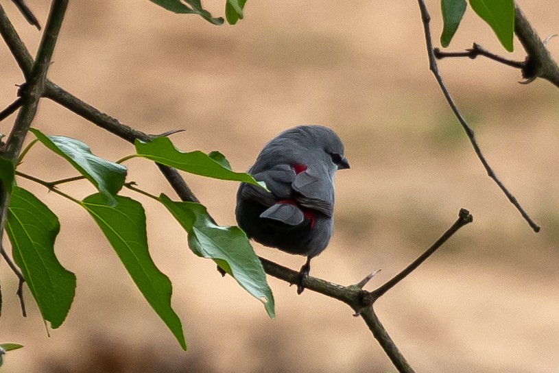 Black-tailed Waxbill - ML646399718