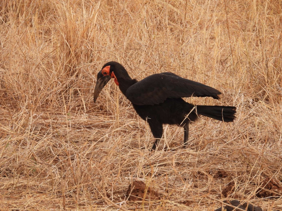 Rotgesicht-Hornrabe - ML646399721