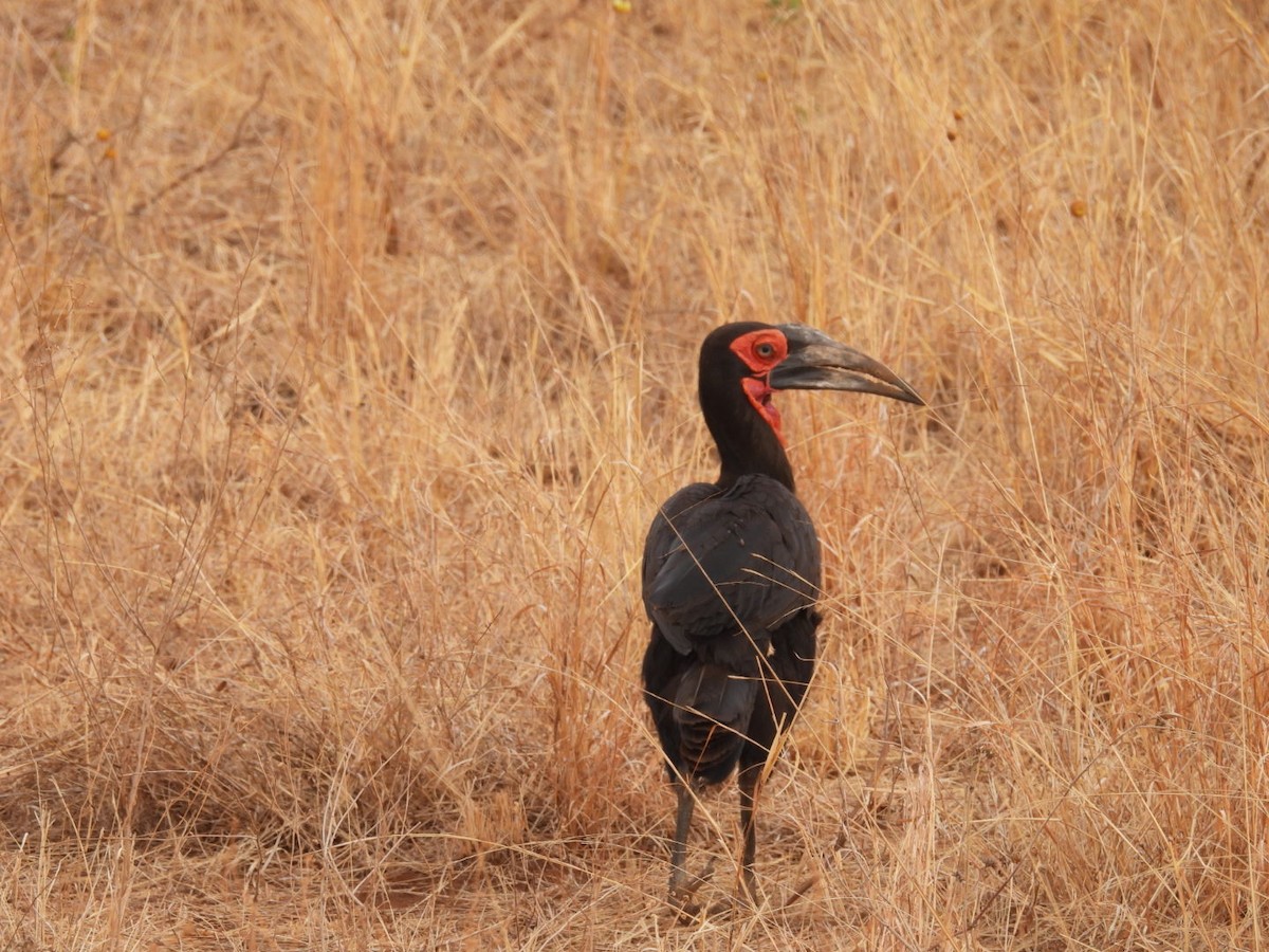 Rotgesicht-Hornrabe - ML646399722