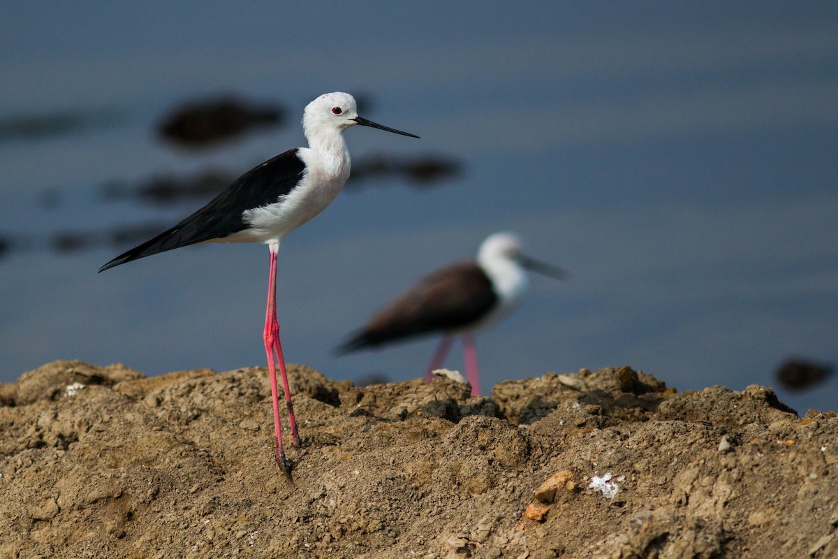 Black-winged Stilt - ML646399723