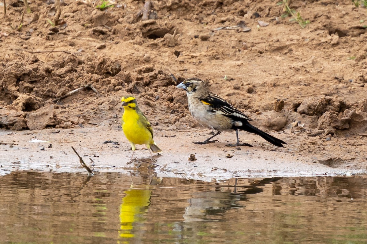 White-winged Widowbird - ML646399724