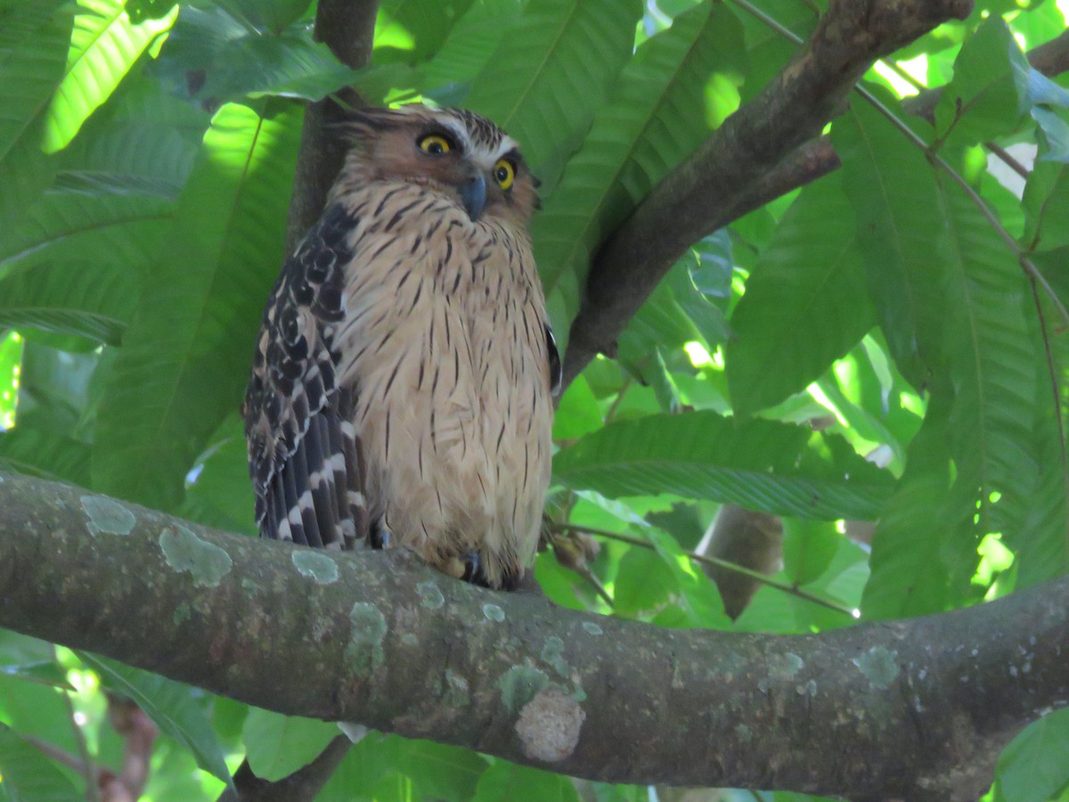 Buffy Fish-Owl - ML646399725