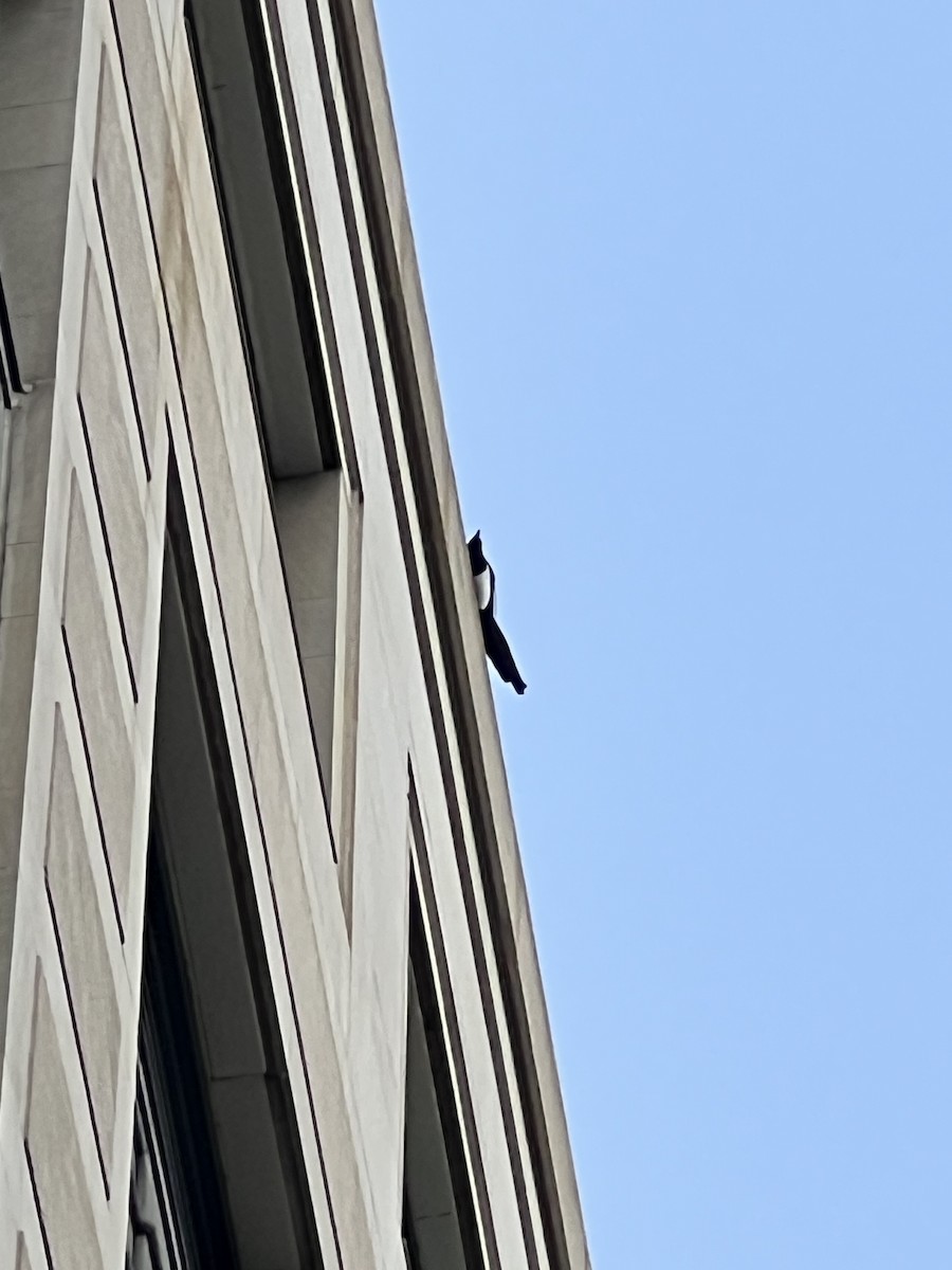 straka americká - ML646399726