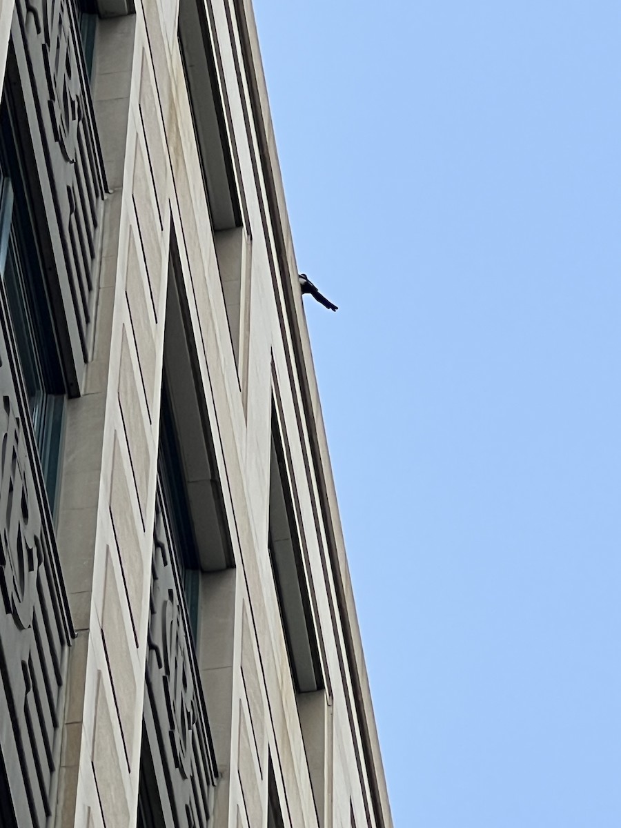 straka americká - ML646399727