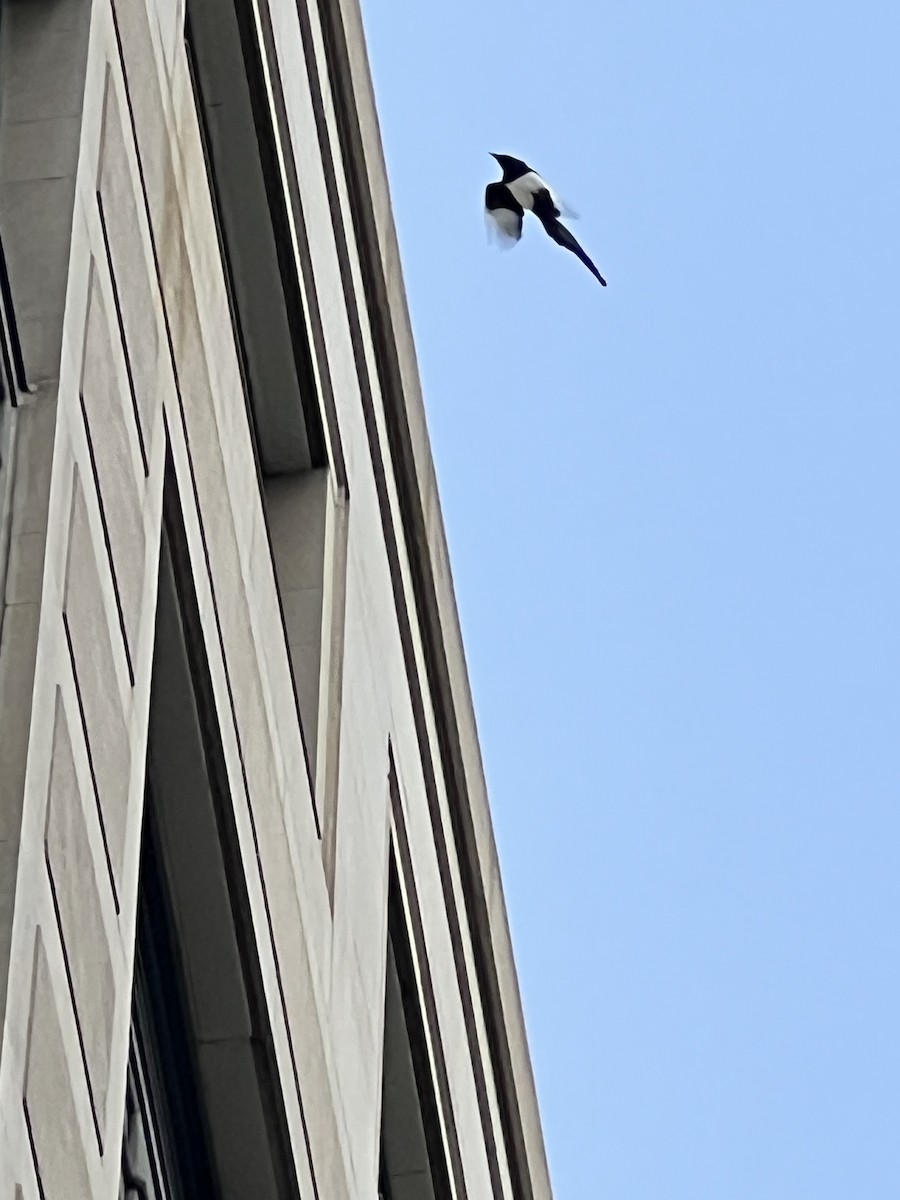 straka americká - ML646399728