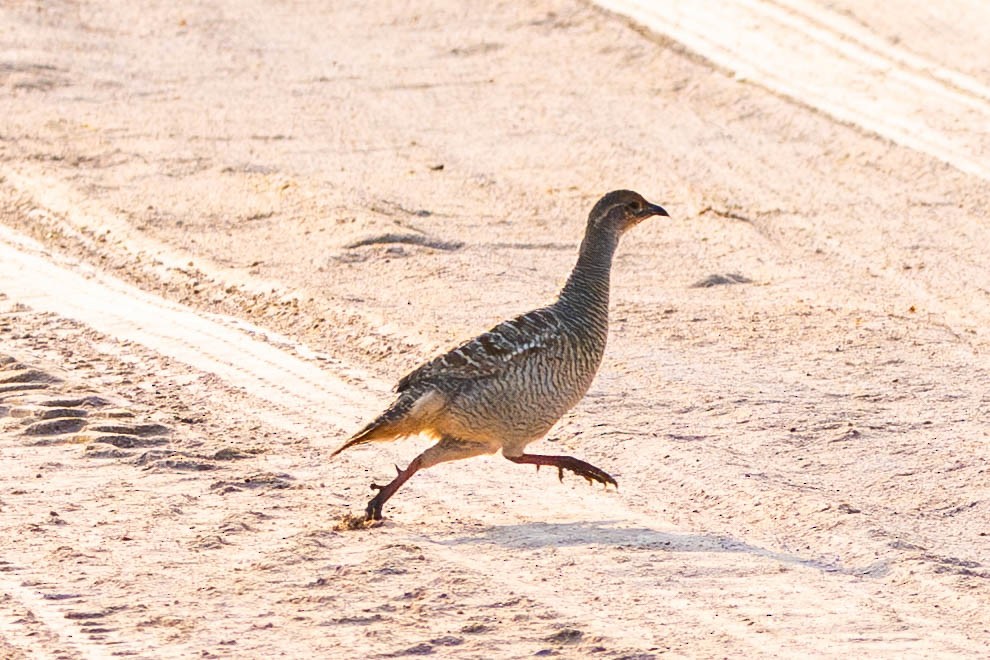 Gray Francolin - ML646399729