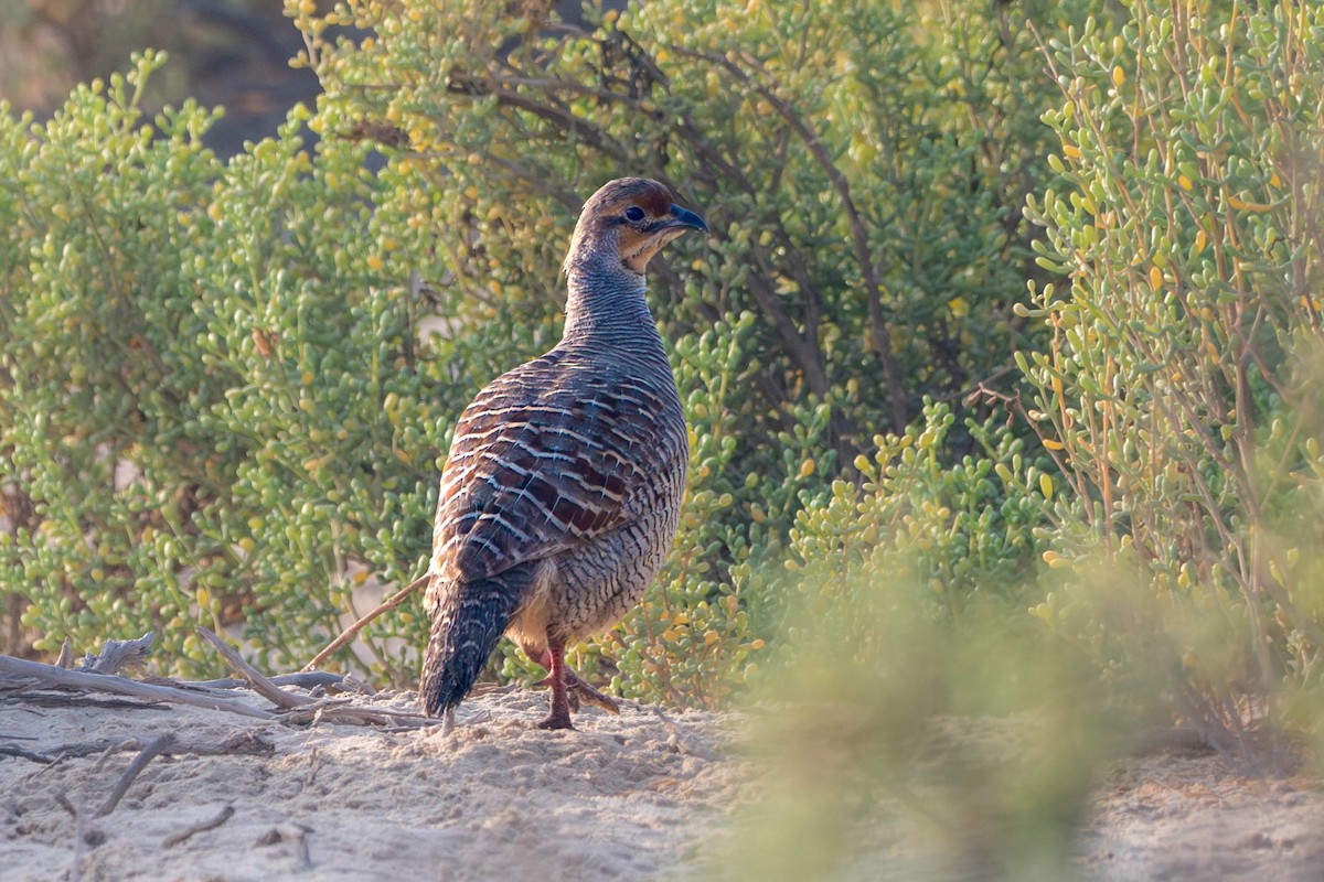 Gray Francolin - ML646399731