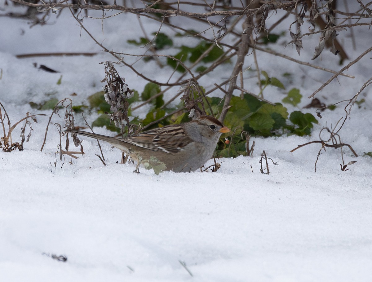 White-crowned Sparrow (Gambel's) - ML646399735