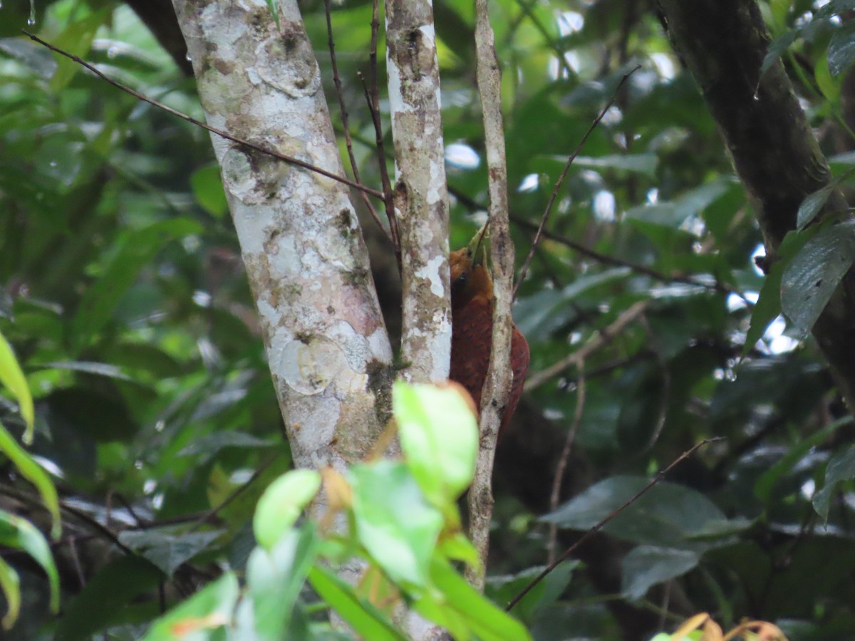 Ятла вохристоголова - ML646399736