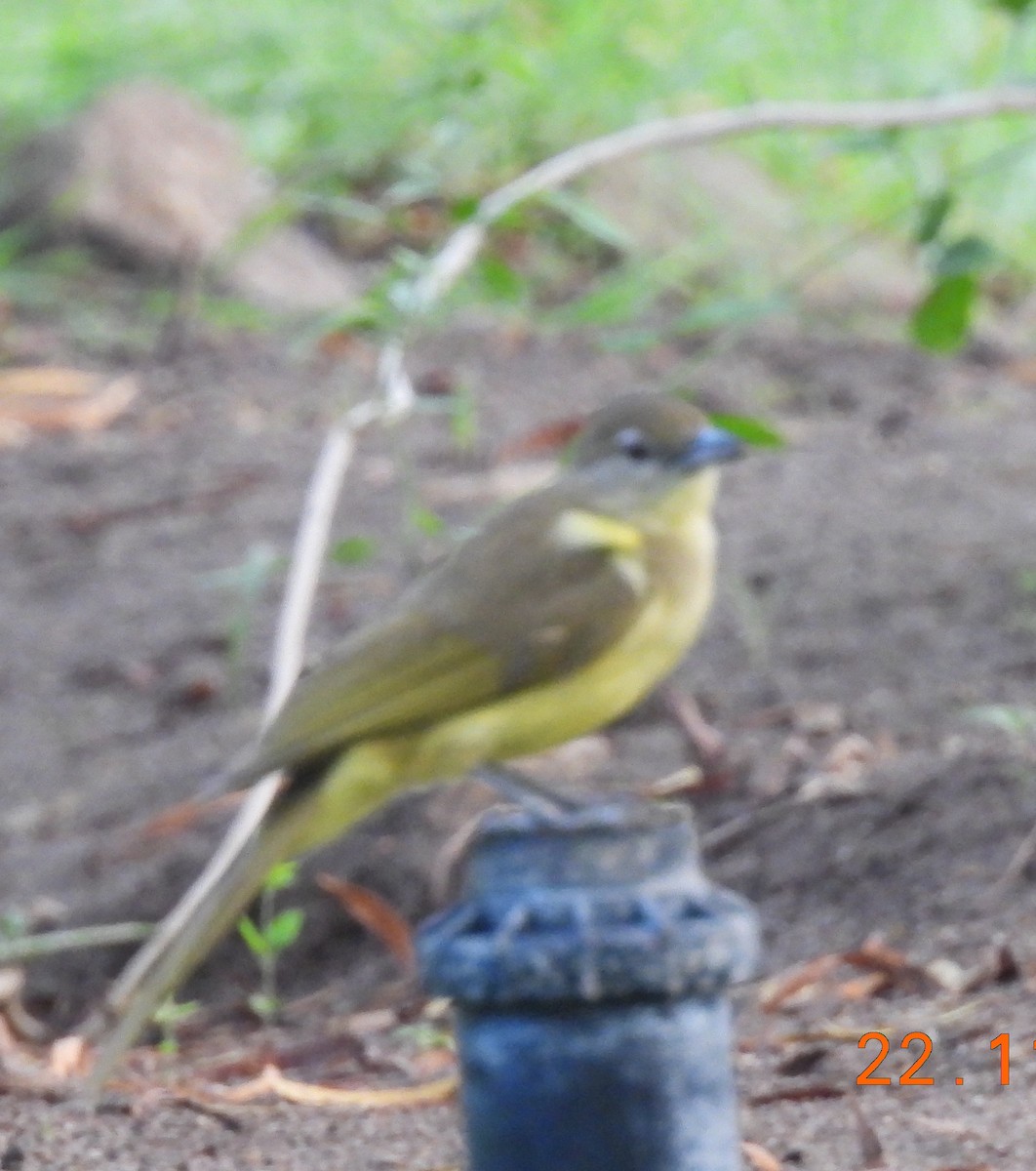 Yellow-bellied Greenbul - ML646399737