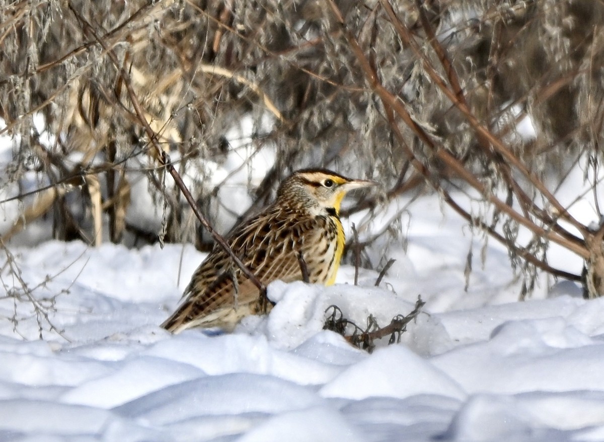 Eastern Meadowlark - ML646399738