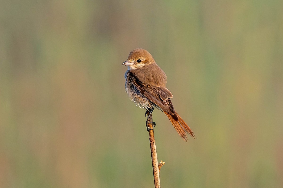 Isabelline Shrike - ML646399739