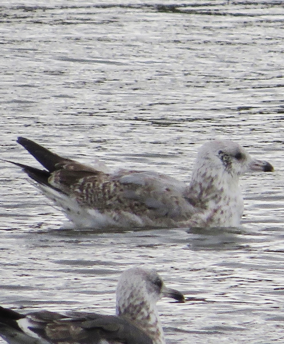European Herring Gull - ML646399741