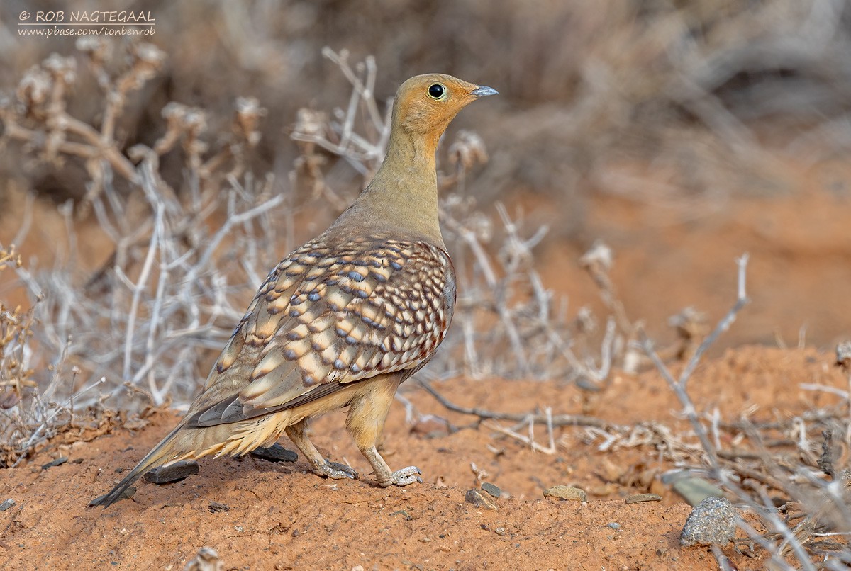 Namaqua Sandgrouse - ML646399744