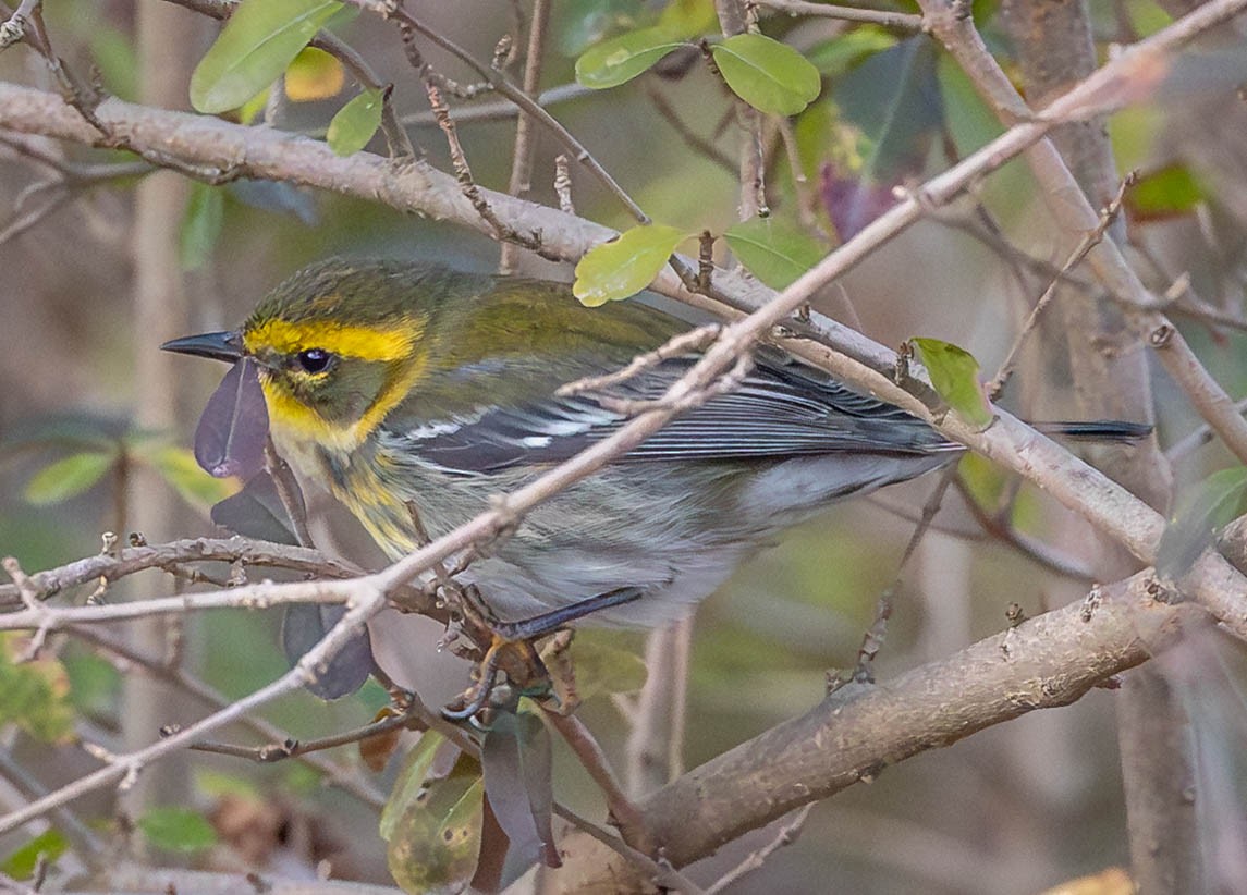 Townsend's Warbler - ML646399752
