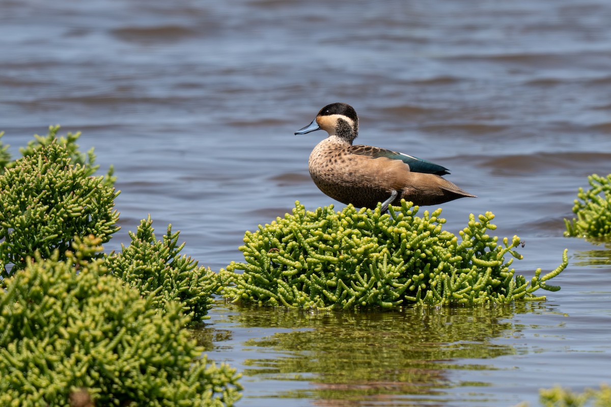 Blue-billed Teal - ML646399754