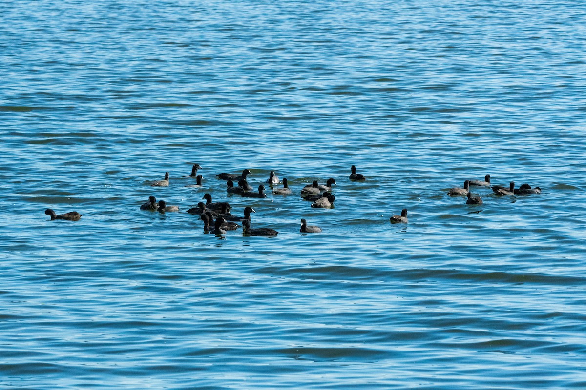 American Coot - ML646399756