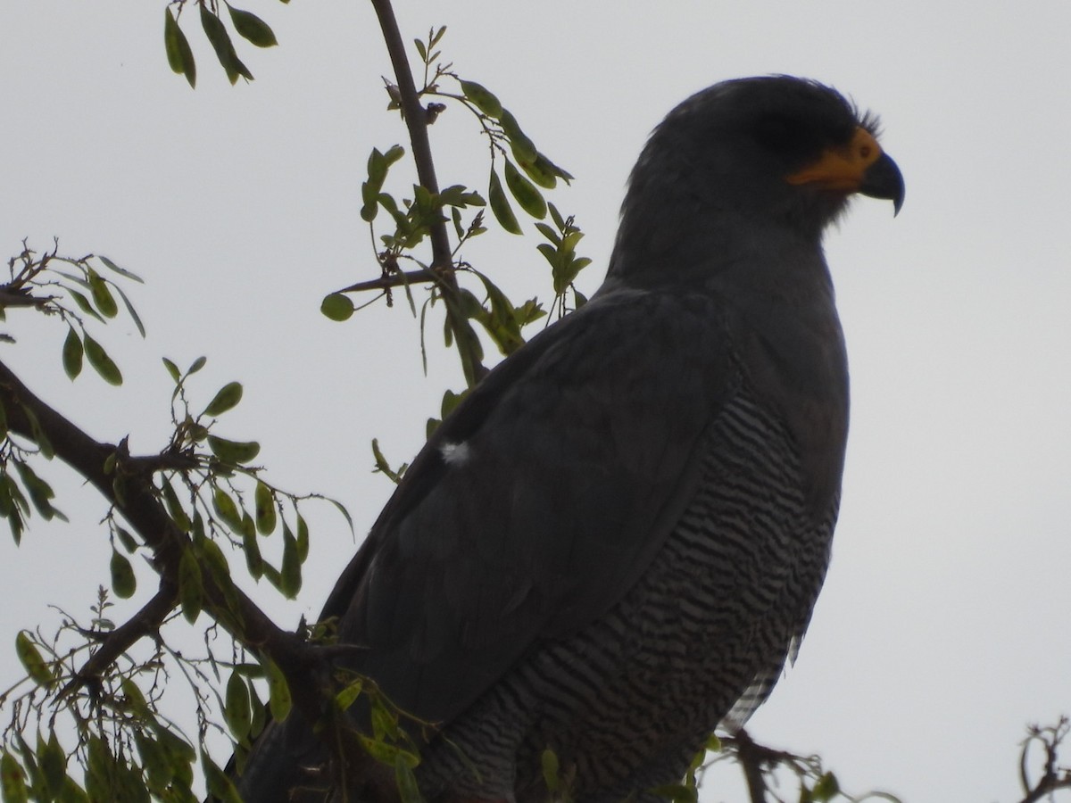 Weißbürzel-Singhabicht - ML646399760