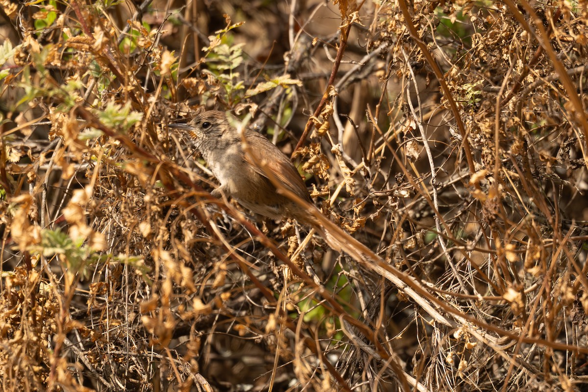 Canyon Canastero - ML646399761