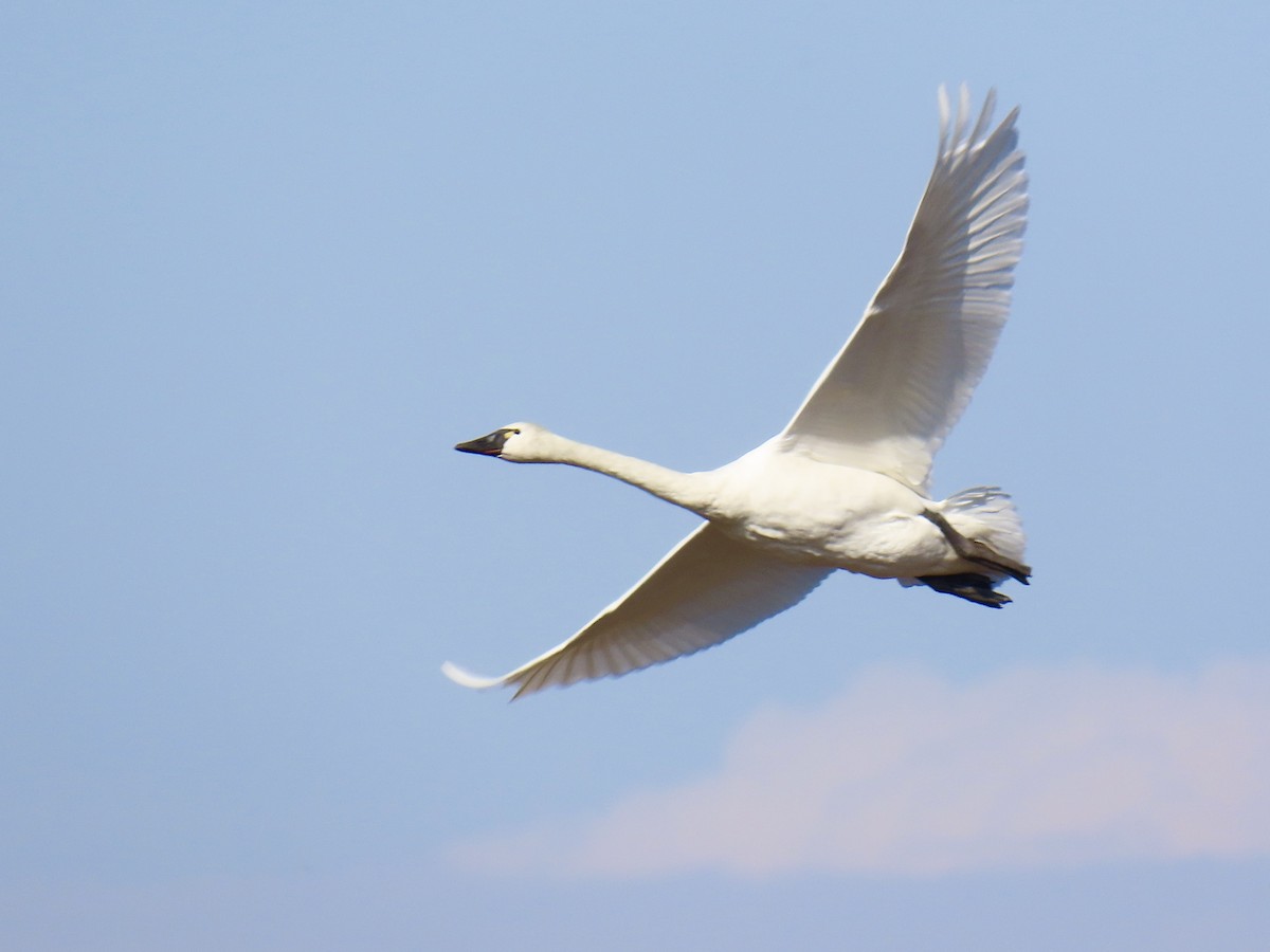 Tundra Swan - ML646399762