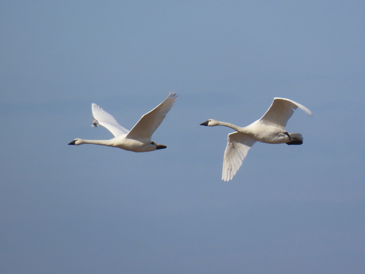 Tundra Swan - ML646399763