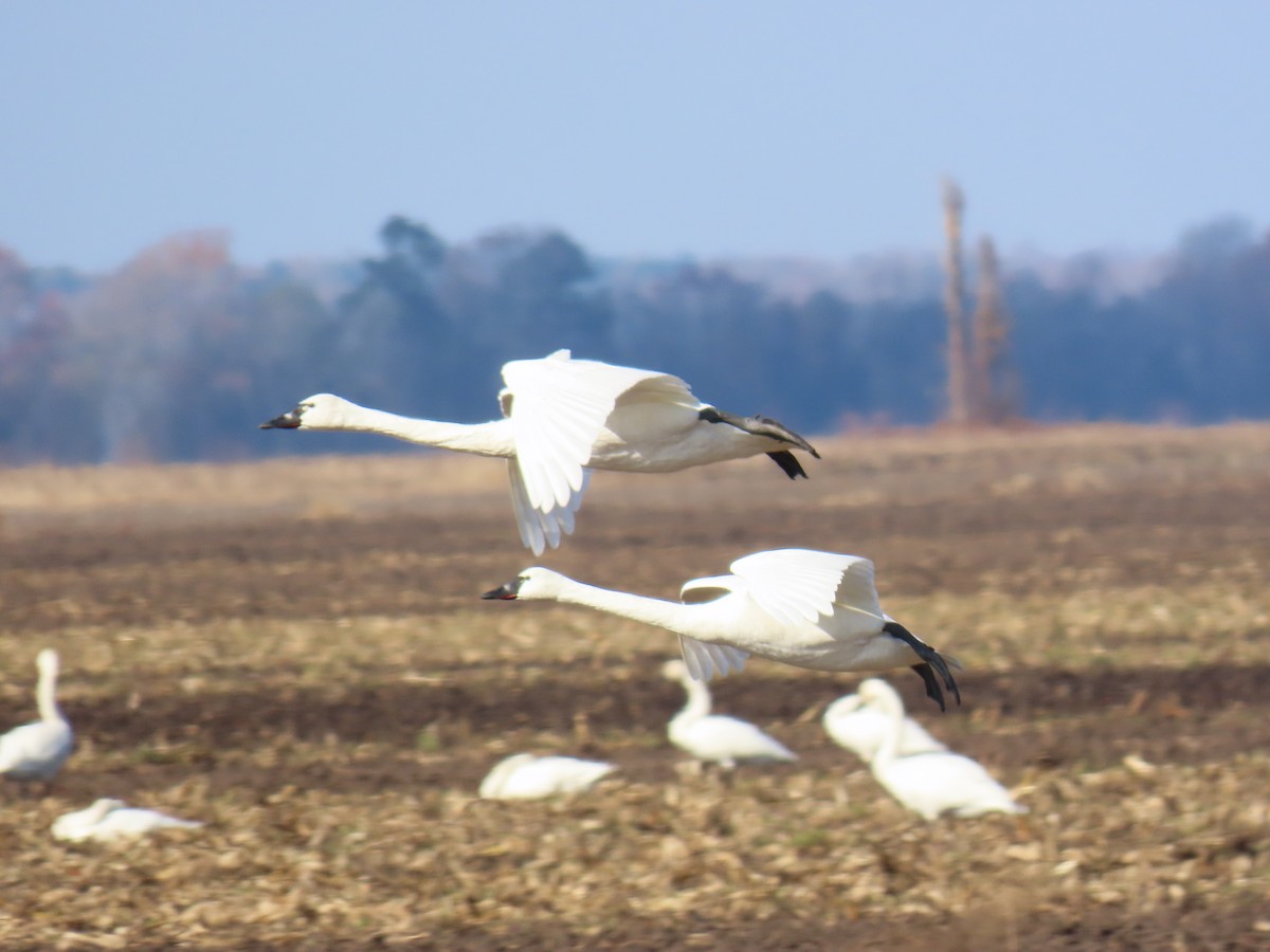 Tundra Swan - ML646399764